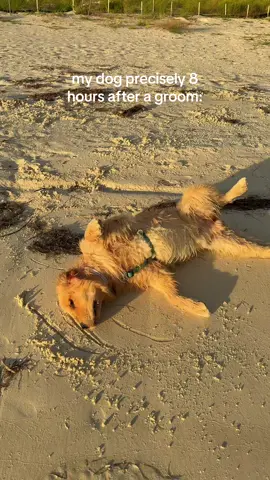 👍🏼👍🏼👍🏼 #reefthegolden #goldenretriever