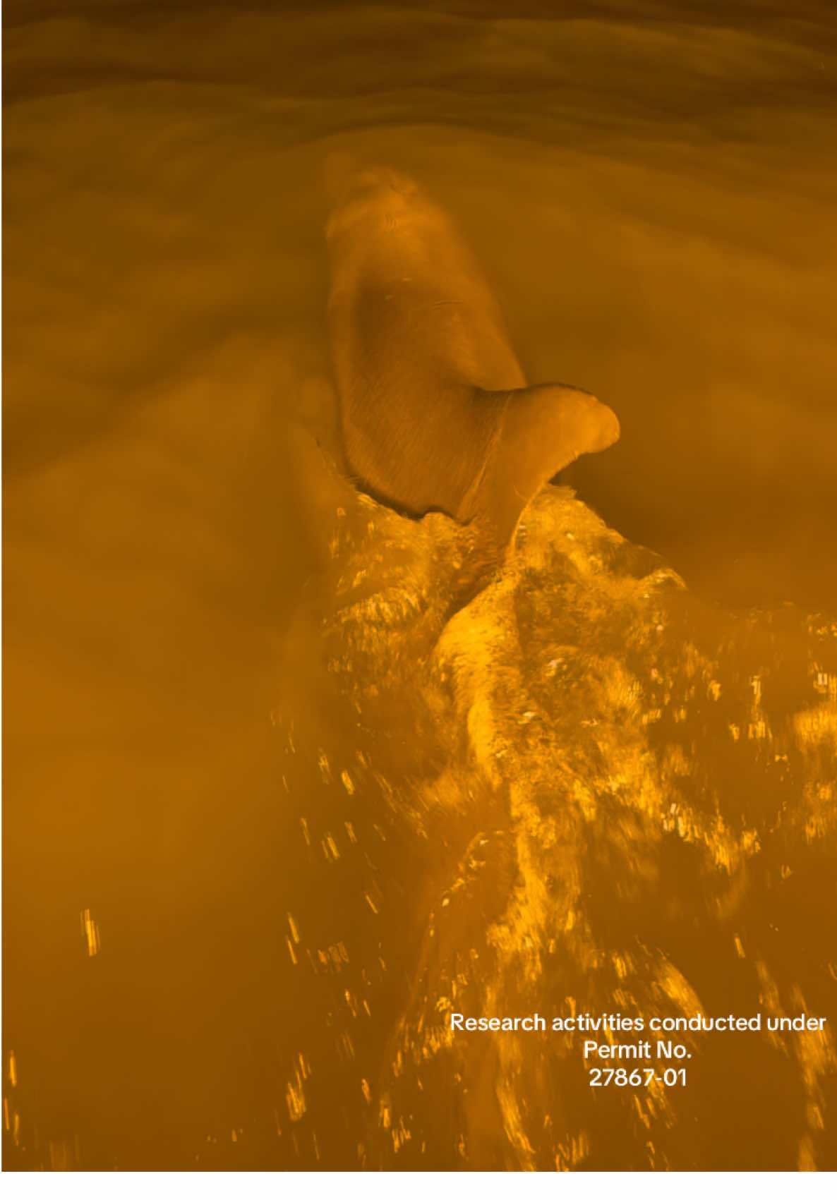 Out on the water with the @cedarkeydolphins Project and Captain Justin Dymond of @Onlyphins  Adventures 🐬✨ Studying a special group of dolphins that follow Justin’s boat — the perfect test subjects helping us learn  more about dolphin behavior right here in Crystal River, FL. @Florida Bowfishing Adventures #florida #dolphins 
