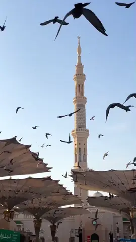 🥰 #mekkahmadinah #makkahmadinah🕋 #makkahmadinah🕋🕌❤️ #madina #islamic_video 