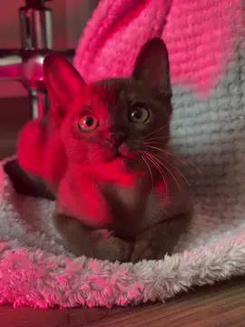 #kitten #kittens #cat #burmesekitten #бурманскиекотята 