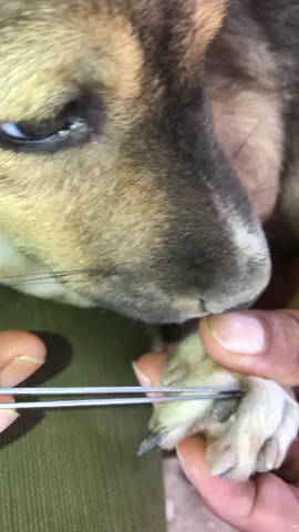 #🥰🤣 #tiktok #fleas #dog #cute 