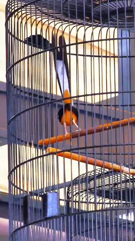 alhamdullilah #demodpr #PlusPowerWater #cungkokgacor #sekolahmasteringmuraibatu #masteran #lombaburungviral #muraibatumedangacorfullisian #trotolmuraifigter #trotolmuraibatuprestasi #sekolahtrotolmuraibatu #masteranburungjuara #muraibatuindonesia #cucakcungkokmasteran #lombaburungnusantara #lombamuraibatudewasa #lombaburungviral 