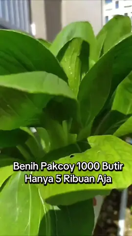 Benih Pakcoy 1.000 Butir Murah, Yuk Gas Sayuran Hidroponik #hidroponik #hidroponikpemula #pakcoyungu #pakcoy 