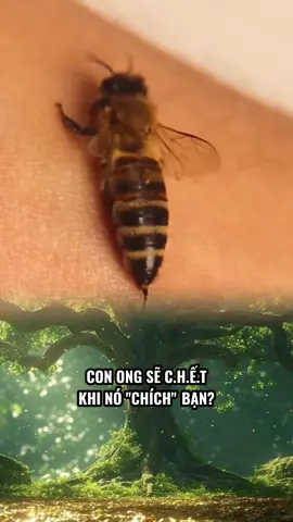 Con ong sẽ c.hết khi nó 