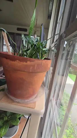 #terracotta #plants #paper #decoration #fun 