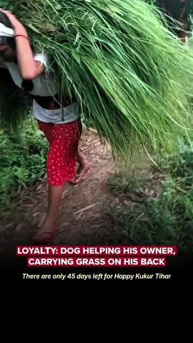 Dog helping his owner by carrying grass on his back. #Nepal #viral #dog #fyp 
