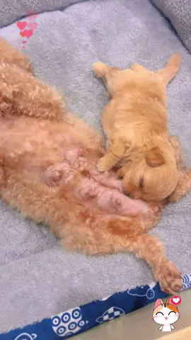 Một mẹ một con mà vẫn không đủ sữa cho bé bú thương ghê 😭#thucung #xuhuong #chó 