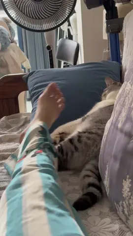 #猫咪的迷惑行为