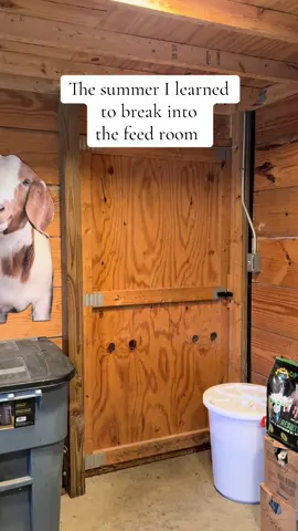 Rose is definitely feeling better I would say 😂 now we have a BIG problem on our hands!  . Rose just got home from having surgery to remove an infected tooth and part of her jaw bone 😩 she’s recovering well but still needs time to heal!  If you’d like to donate to her surgery and ongoing care we would greatly appreciate it! Hell buy the big girl some snacks 🙏🏻🩵 Donations can be made on: 🐴 PayPal- Foreverlandfarm@gmail.com 🐴 Venmo- @foreverlandfarm  🐴 Zelle- foreverlandfarm@gmail.com . . . #animalsanctuary #fortheanimals #sanctuary #animalrescue #savedfromslaughter       