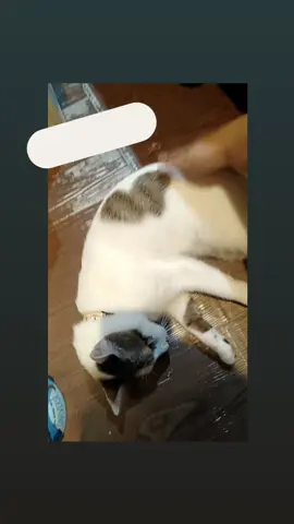 #咖啡 #毛孩 #毛小子 #拍屁屁 #呼嚕呼嚕 