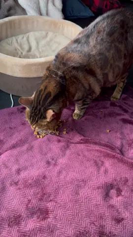 I will only eat piles mom gives me . I will not eat out of a bowl.😜#catmom #bengalcats #kittyspout #purinaone #bengalkittens 