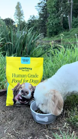 Start your dog’s day on @Sundays. Trust me, they will thank you!  Get yours today! Link is provided in the bio. #ad #sundaysfordogs 