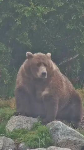 Buckle up, babes, the fattening is almost upon us. Mark your calendars: Fat Bear Junior: September 18-19 Fat Bear Week: September 23-30 #fatbearweek 