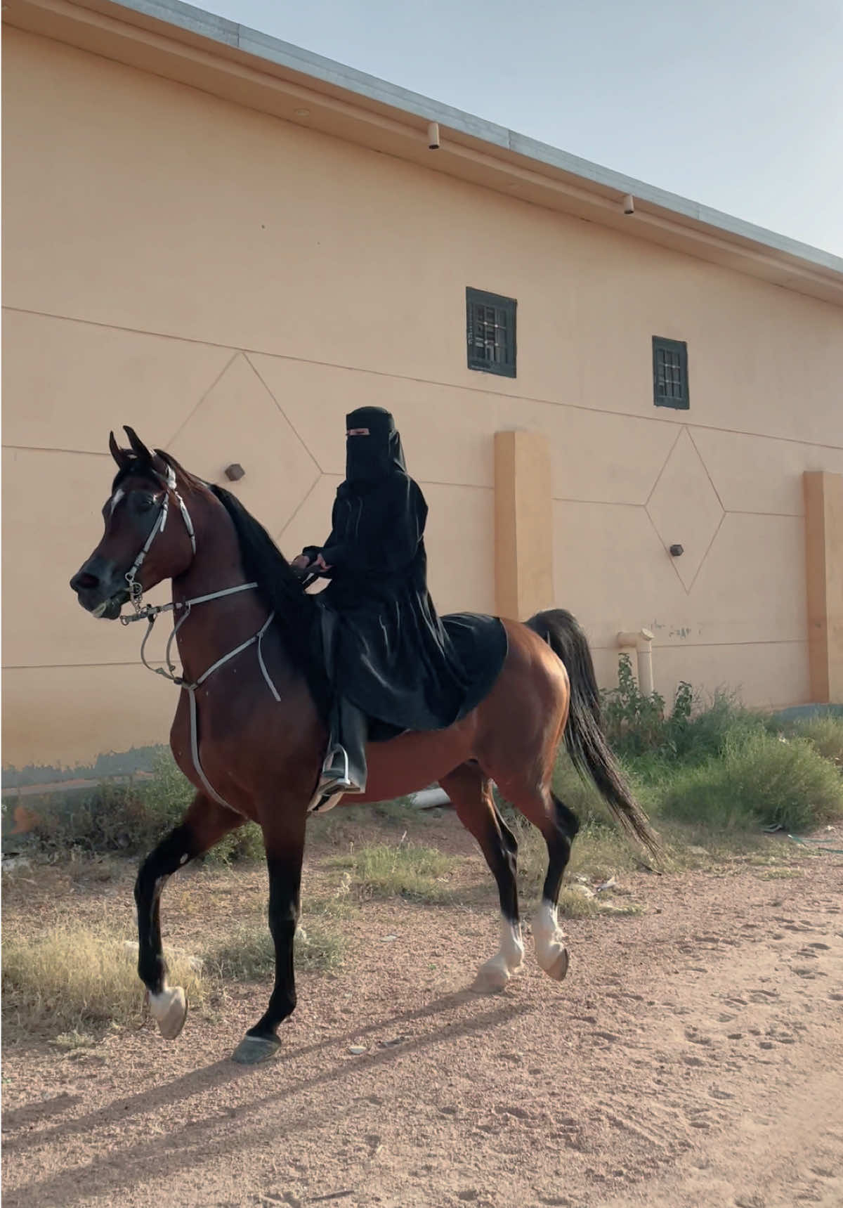 Arnoub🤎 #خيل_وخياله🐎 #اكسبلورexplore #الطائف 