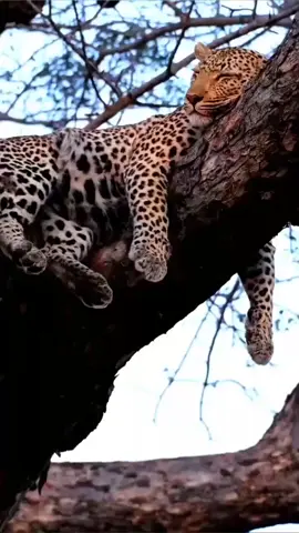 part 7:Unbelievable! Lioness Saves Her Mate from Leopard”#animals #wildlife #usa #foryou #fyp 