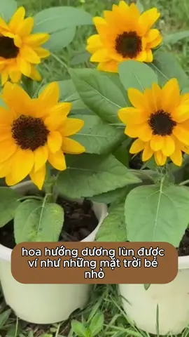 Bạn muốn trồng một vườn hoa hướng dương lùn bạn hãy tham khảo hạt giống bên mình#trongrau #hatgiong #hoa #tronghoa 