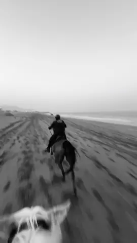 #explreeeeeeeeepage #الشعب_الصيني_ماله_حل😂😂 #iykyk #خيول @اسطبل الجوهرة 