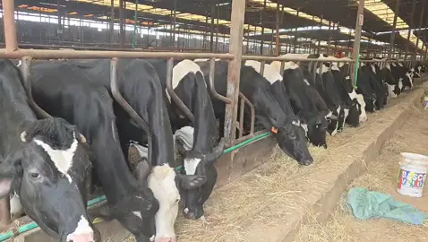 #kenyadairyfarming #ugandanstiktok🇺🇬love #tanzaniatiktok #dairycows #