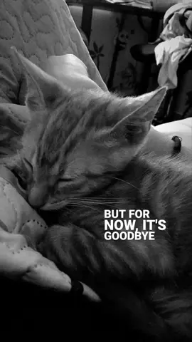 #lyrics #carsoutside 