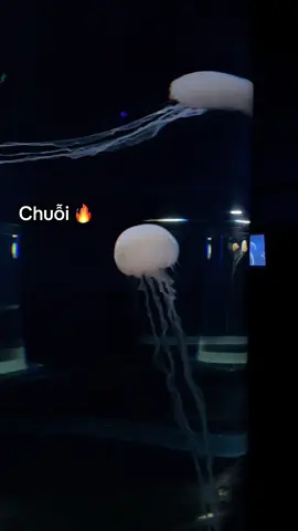 #VinWonders #GreenCreator #dulich #vinwondersphuquoc 