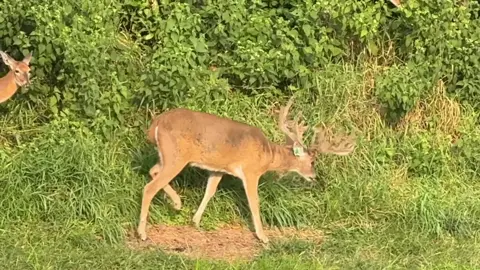 #foryoupage #deer #deertiktok #buck #whitetailbuck 