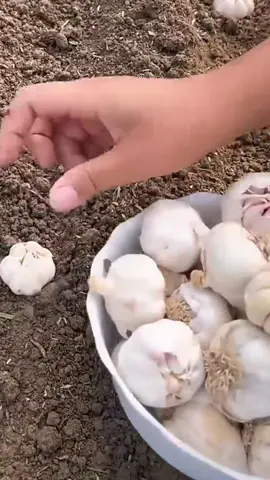 2 Great Ways to Grow Garlic You Should Fllow #growing #gardening #garlic 