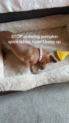 How many pumpkin spice lattes can one person order???? #psl #pumpkinspicelatte #weinerdog #dogtrend #fyp 