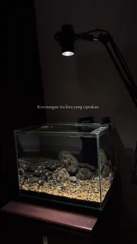 Semua yang kita inginkan selalu  ada proses yang menyenangkan, meskipun terlihat sedikit rumit, tapi itu adalah cara kita mencari kebahagiaan di dalam kesibukan dari banyaknya fikiran yang mengganggu otak. Ini cara saya hidup saya bahagia saya 😊 #aquascape #aquascapeindonesia #aquascapepemula #alamsemesta #tentangrasa 