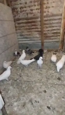 salam aleykum qaqalar👋