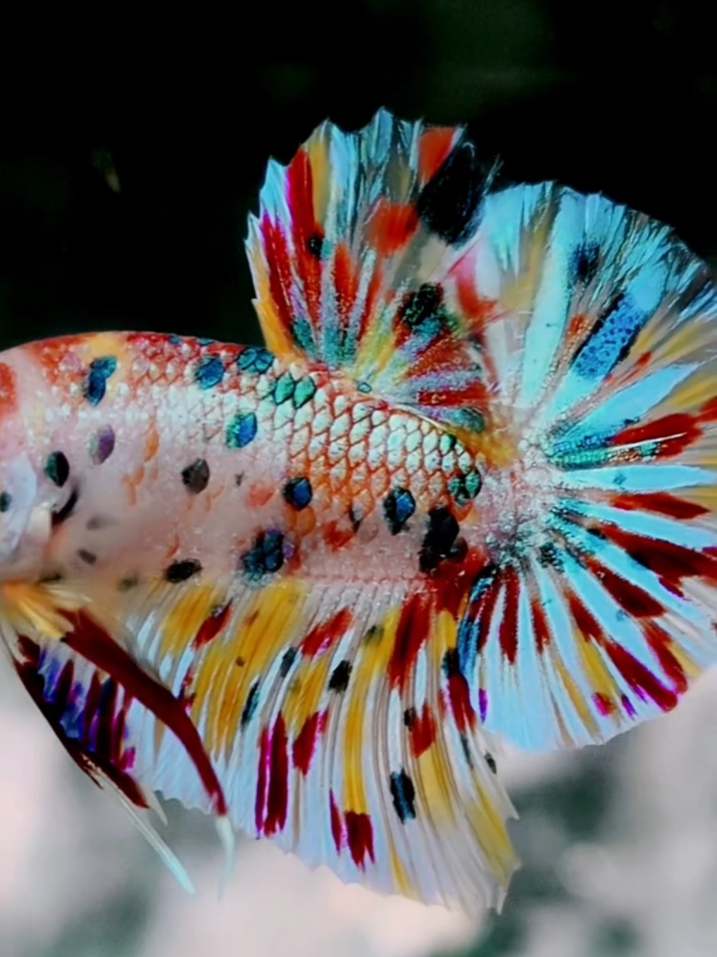 cé lẹt 🏝️🏝️🏝️🏝️🏝️🏝️🏝️🏝️🏝️ 🌏🐋Muticolor Metalic🐋🌏         #Khoatranbetta ,#bettafish ,#cabet ​#koimetalic ,#koikimloai ,,