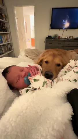 She’s so happy to finally have her baby home 💕 #goldenretriever #dogsandbabies #newbaby #postpartum #fyp 
