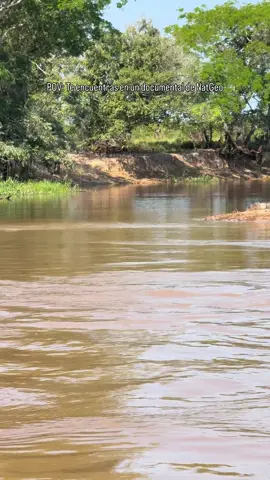 El momento más impactante de toda mi vida: el legendario jaguar Osado, conocido por sus habilidades de cazar caimanes desde el agua, arremete contra un gran caimán y vence🤩 #viajes #viajaconmigo #natgeo #natgeowild 