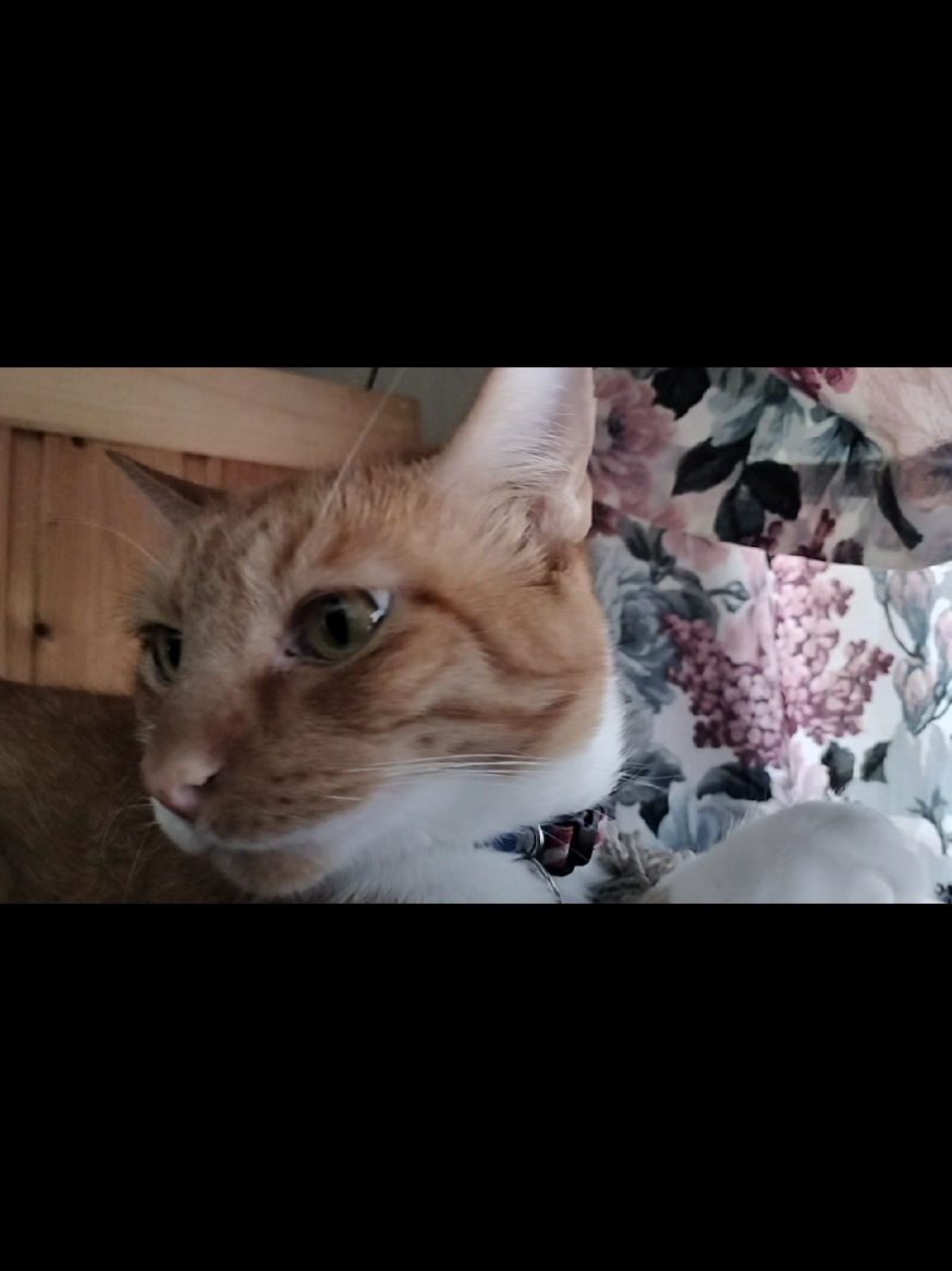#animalcontrol #catsoftiktok #orangecat #oskar #PetsOfTikTok #profanity 
