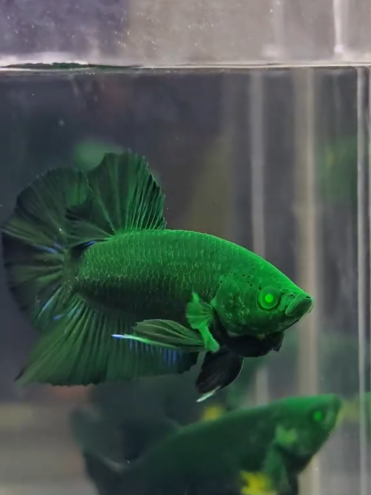 hulk full hijau murni, pair oke satuan oke😁 #bettafish #cupanghias #cupanghulk #foryou #f 