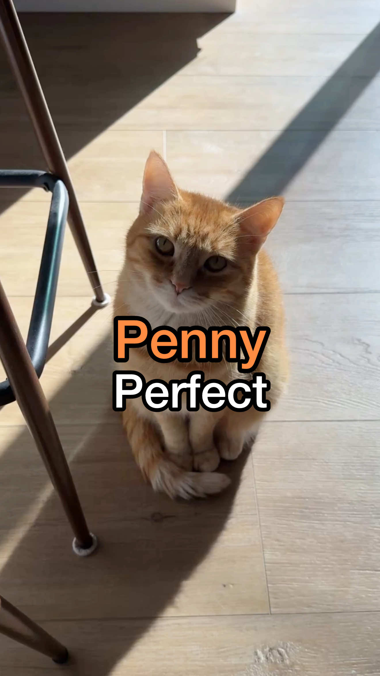 just dont let @Felix 🐱 hear about this 