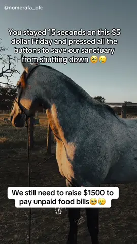 You stayed 15 seconds on this $5 dollar Friday and pressed all the buttons to save our sanctuary from shutting down 🥹🥲#fyp #viral #goviral #horses #london 