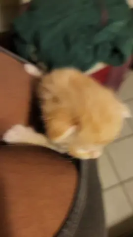 We're bosom buddies now 🥰 #kittensoftiktok 