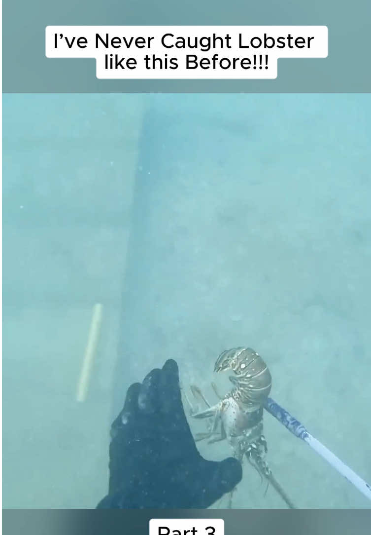 I’ve Never Caught Lobster like this Before!!! #kellyyoung #fish #fishing #virul #fypシ