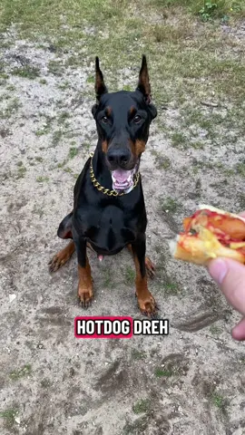 #hundeerziehung #hundetraining #hundevideos #dog #dobermann 