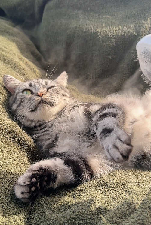 Water helps loosen the undercoat, even if he’s not a fan of baths. #catcaretips #catpick #catbrush #steambrush #catgrooming 