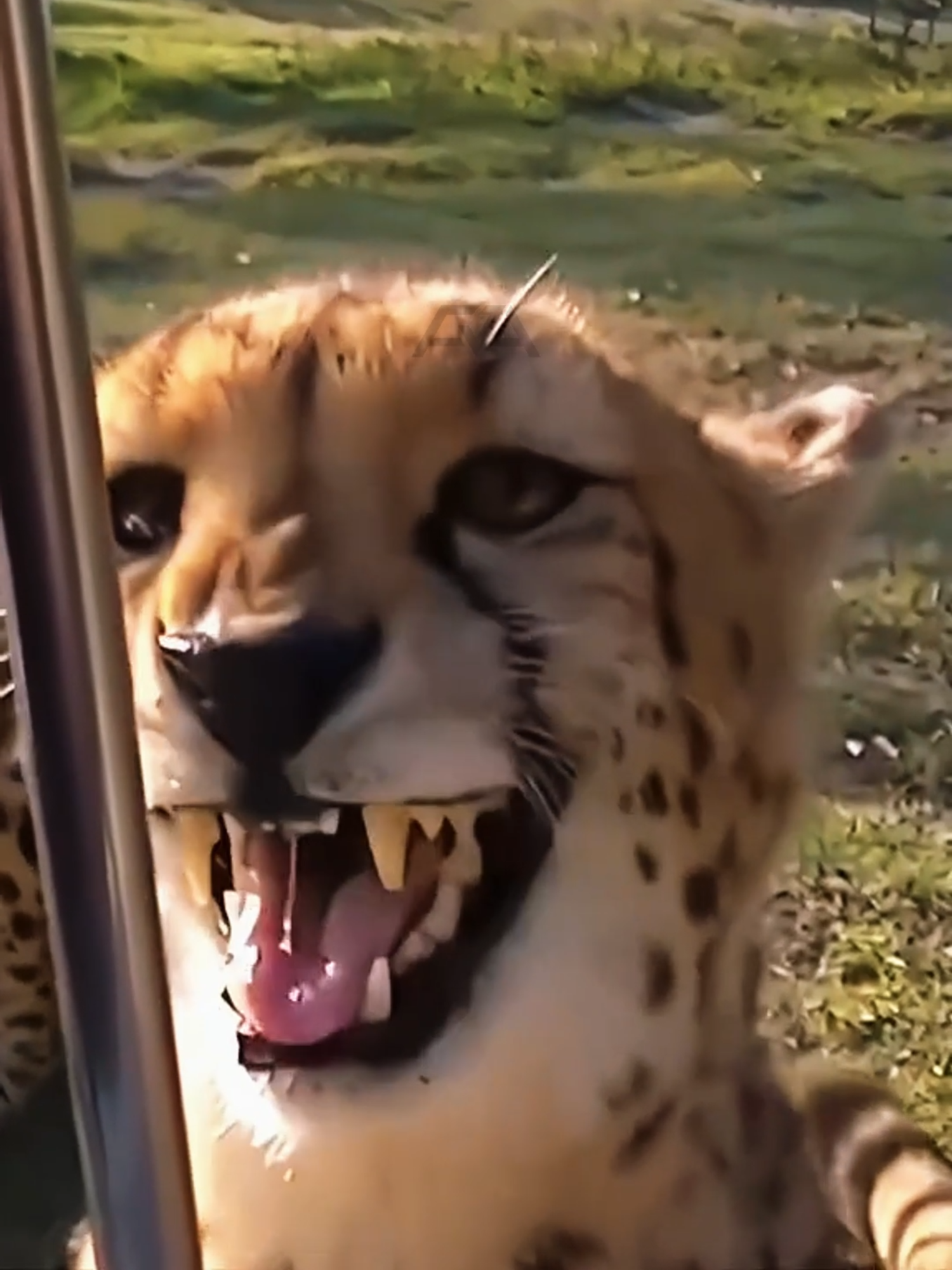 Kenapa Cheetah Jarang Nyakitin Manusia? #Cheetah #FaktaHewan #KucingBesar #SatwaLiar