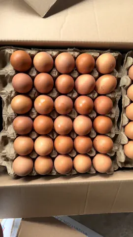 Fresh and affordable eggs available  in bulk purchase. 🚖🚖🚖Free delivery in Accra and Kumasi   Wholesale prices.       Large: 57gh,  Medium 54gh, small: 48gh, #Eggshaven #farmlife #poultrybusiness 