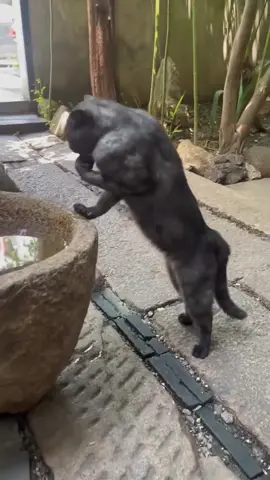 Bro is jacked (song: ilyTOMMY - 3 AM) #ilytommy #catsoftiktok #hoodtrap #rap #tiktok 