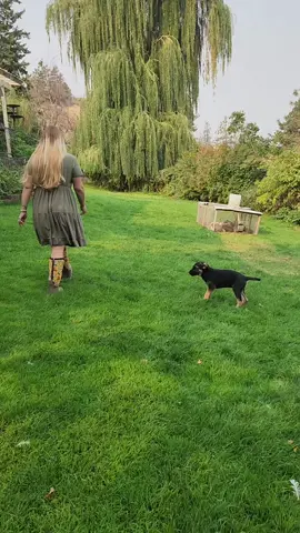 Moving Our Meat Rabbits With Ranger 🐶 #homestead #puppy 