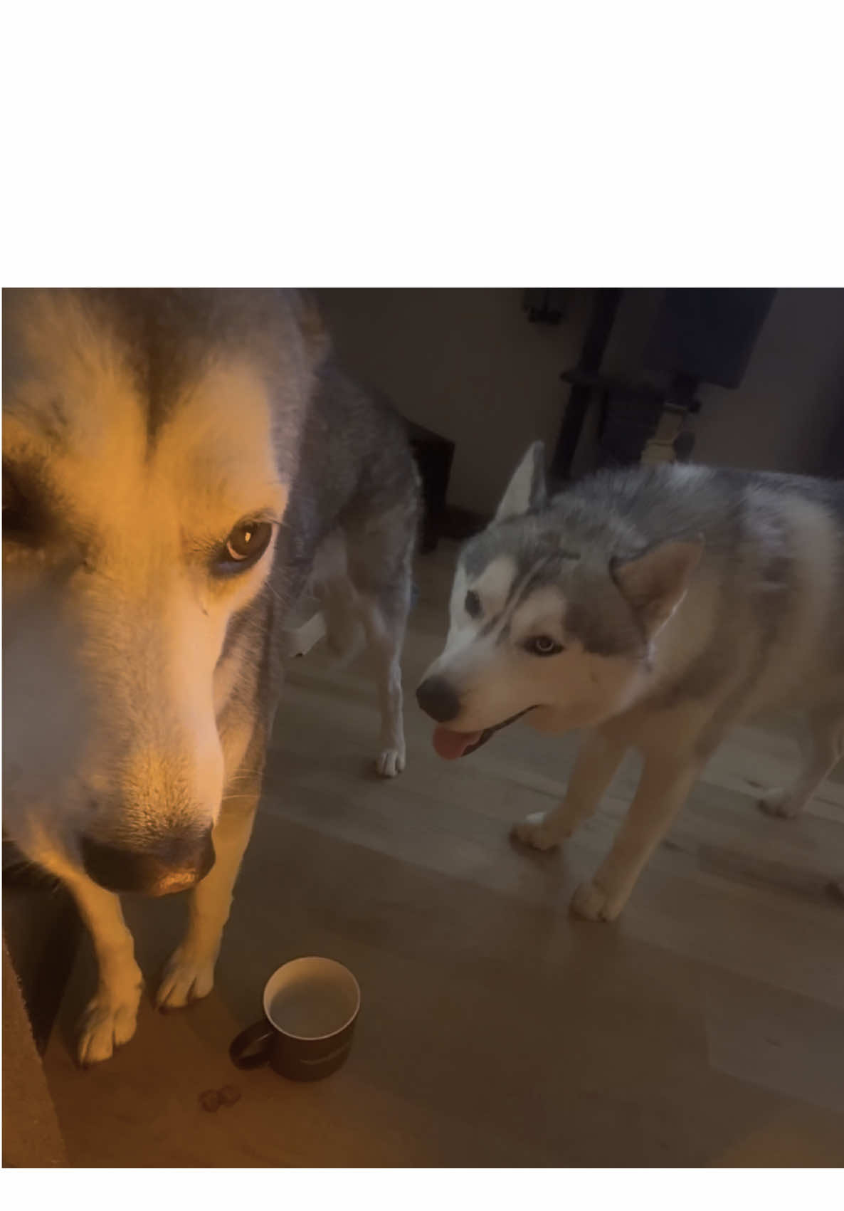 Mis dos bebés de la casa🐶❤️ #husky #huskylife #huskysoftiktok #huskypuppy 