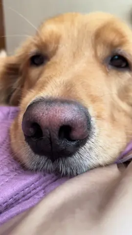 Soy Ginger y vengo a desearte un buen día #ginger #perrostiktok #dog #perros 
