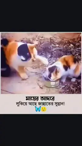 #মায়ের আদরে লুকিয়ে আছে জান্নাতের সুঘ্রাণ 🦋🧚‍♂️🙂#foryoupage 