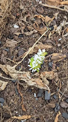 Parasitoid wasp's use caterpillars as there history for make more parasitoid wasps. Nature sure has some strange processes. 