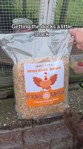 #driedrivershrimp #ducks #farmlife #protein #tiktokshop 