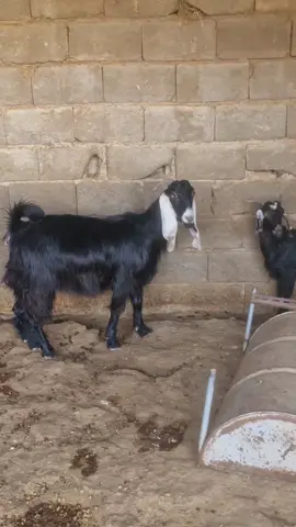 #ولادة_الماعز #tiktok #capcut #ماشاءالله_تبارك_الله_اذكروا_الله 